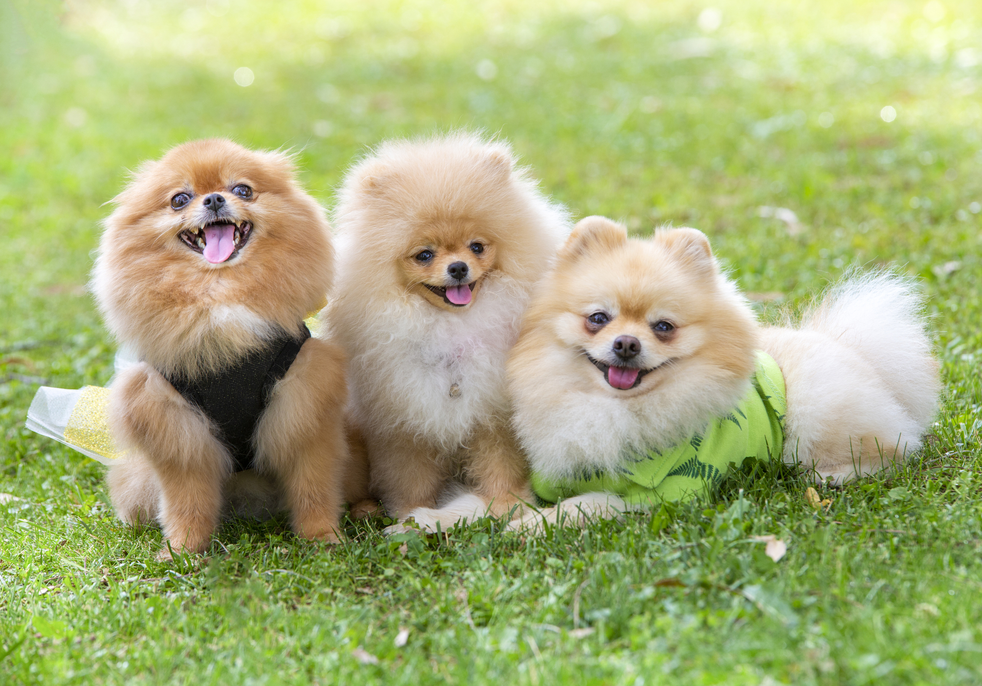 Three Pomeranians sitting in grass