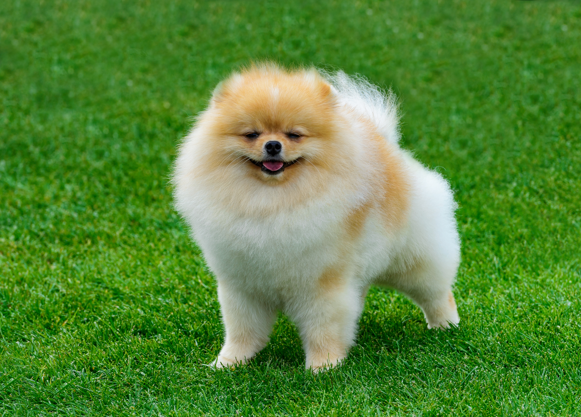 Pomeranian dog outdoors