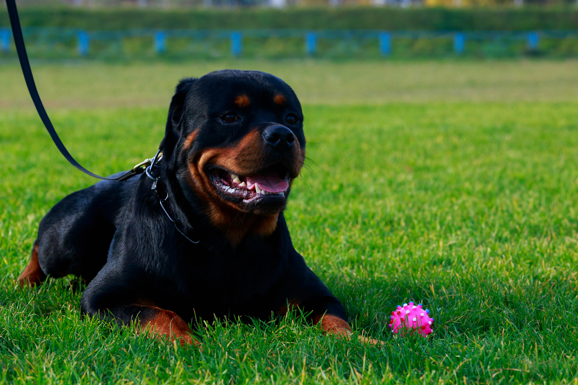 Rottweiler dog with a rubber ball in the park