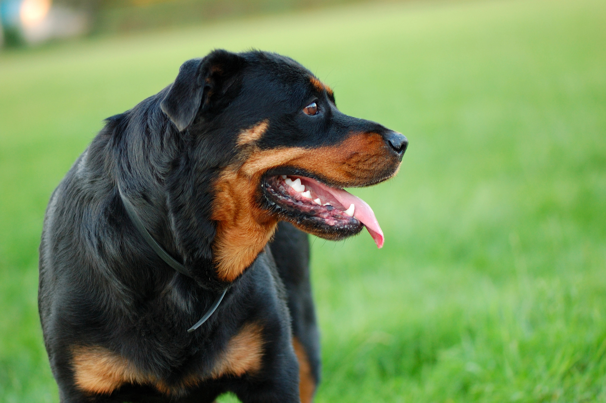 A happy, healthy Rottweiler