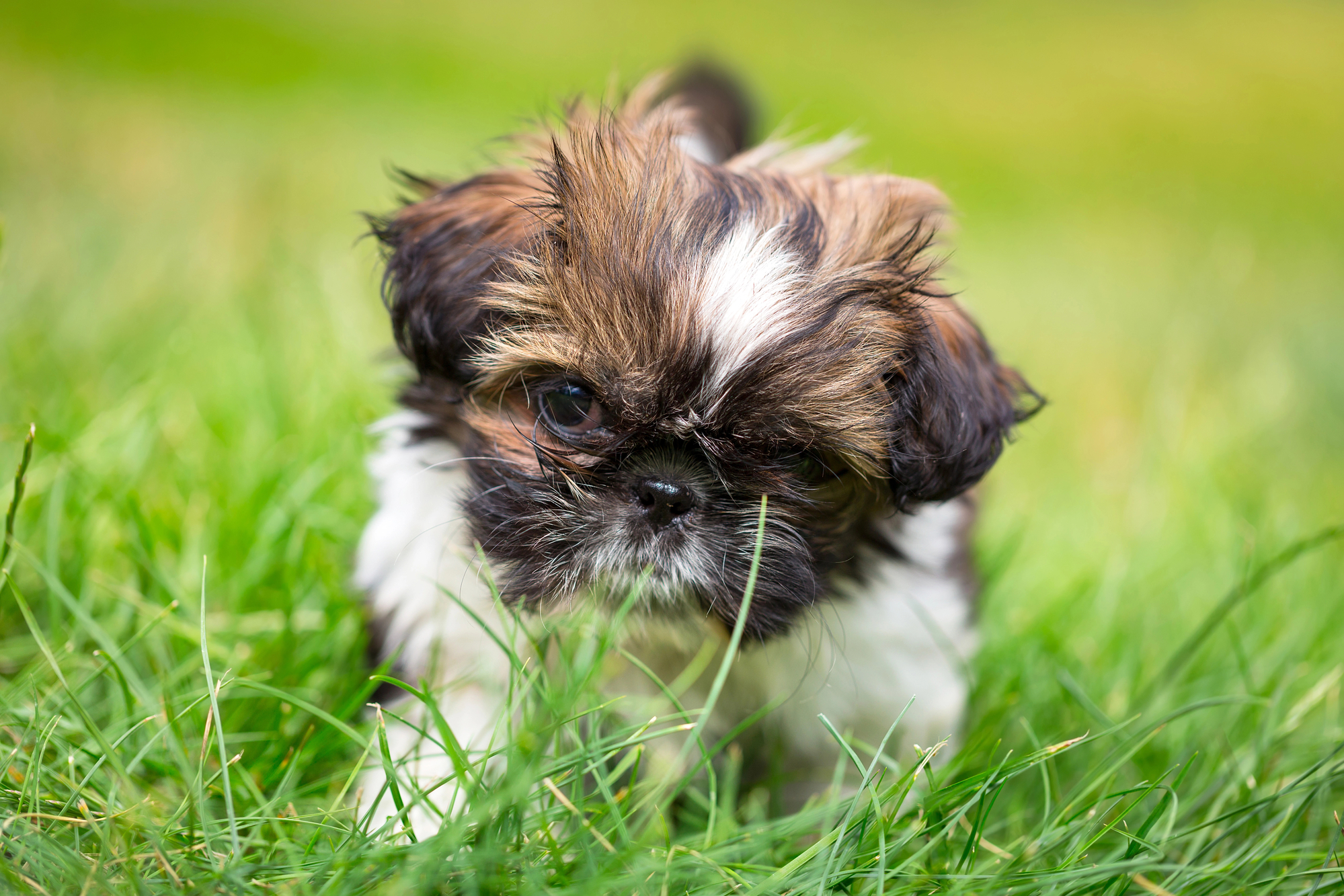 Shih Tzu puppy playing in grass