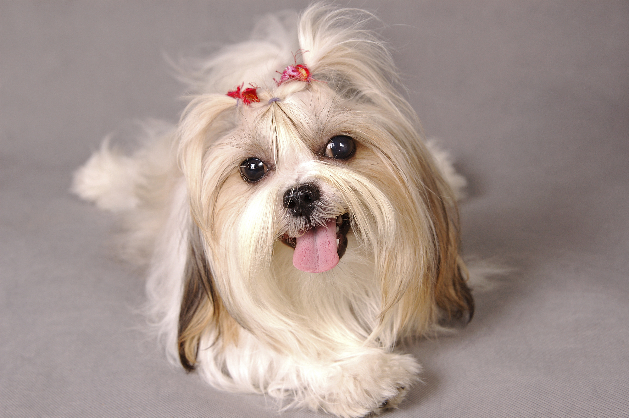 Shih Tzu with well-groomed long coat.